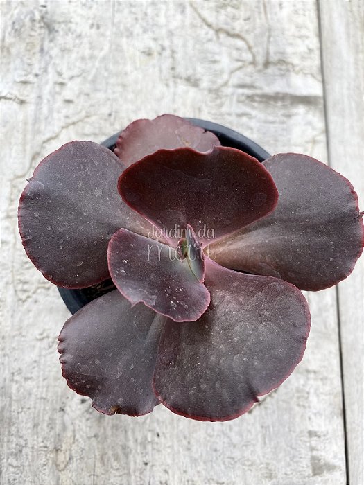Echeveria night sky