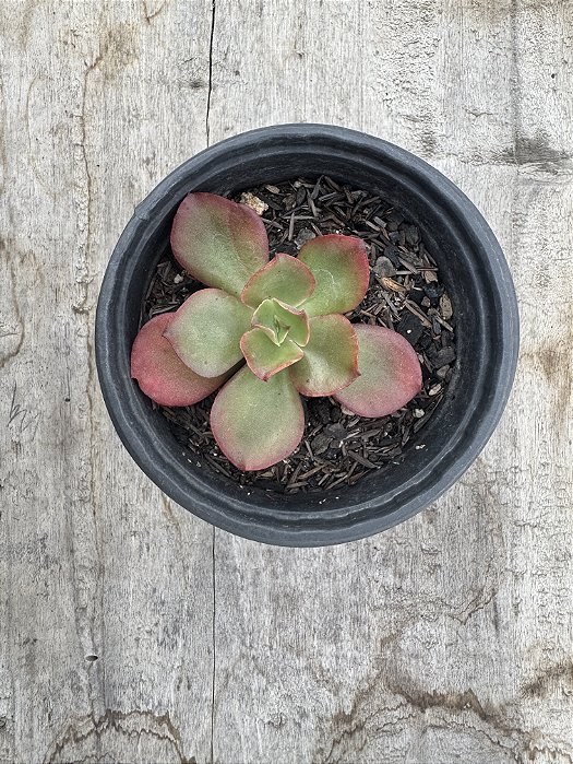 Echeveria red sales