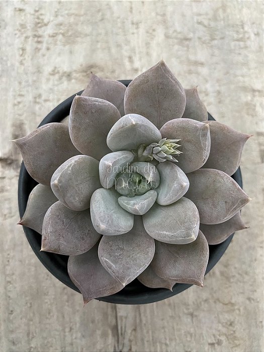 Echeveria beverley