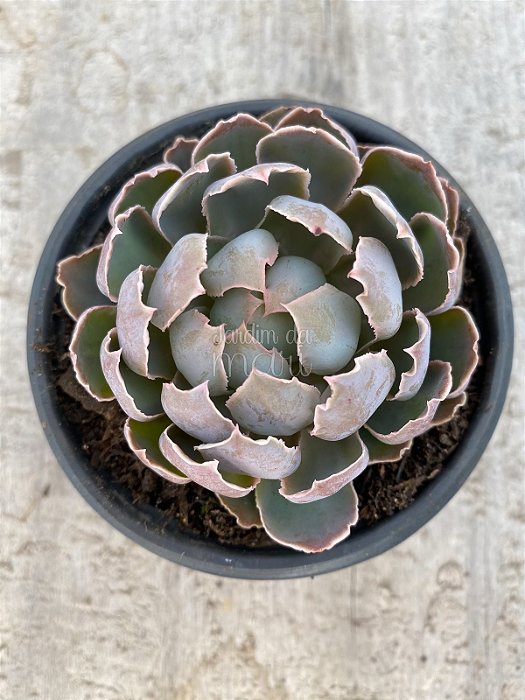 Echeveria shaviana alcachofra