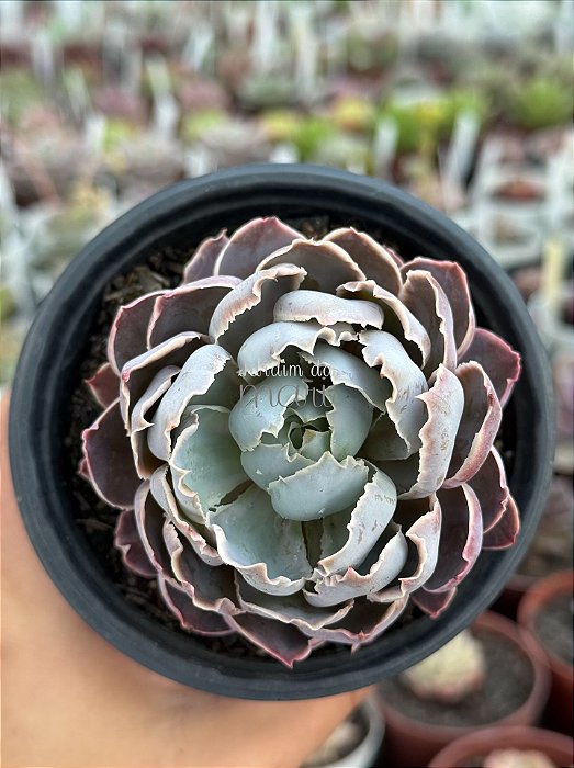 Echeveria shaviana alcachofra
