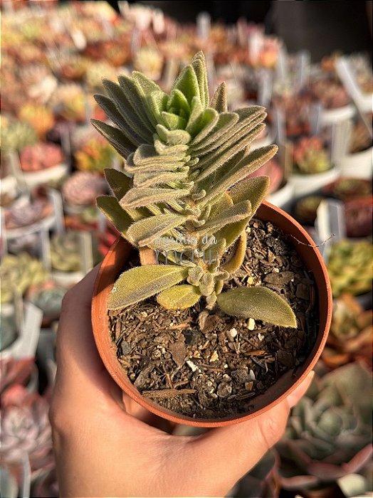 Aeollanthus parvifolius