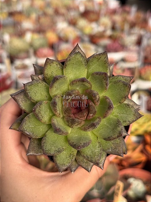 Echeveria black queen