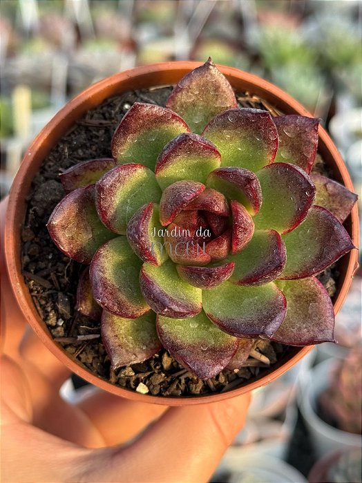 Echeveria black queen
