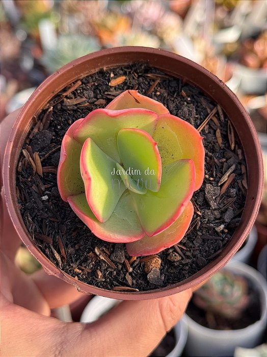 Echeveria hephaestus