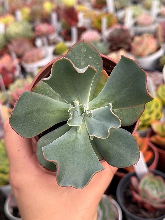 Echeveria hephaestus