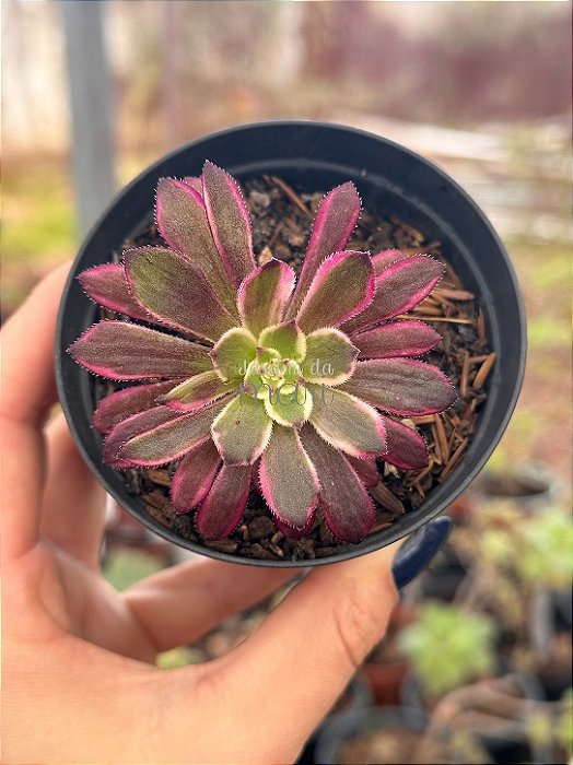 Aeonium in painting ecstasy variegata