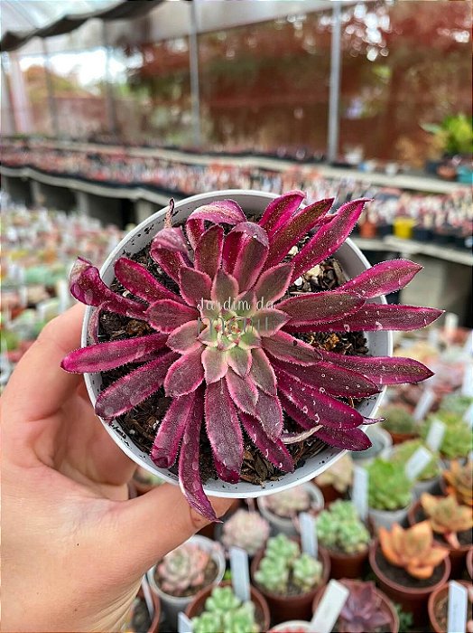 Aeonium in painting ecstasy variegata (sem raiz)