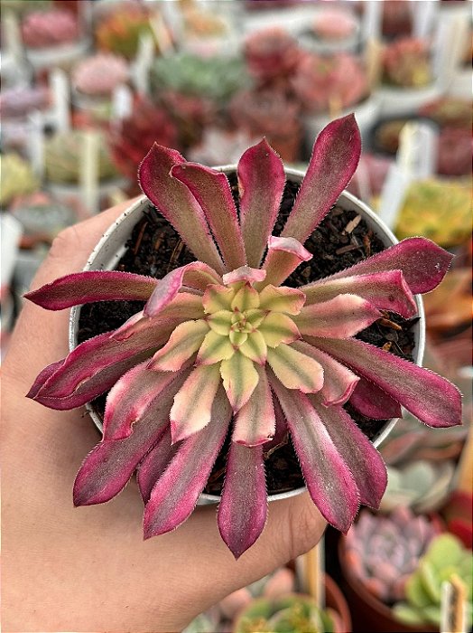 Aeonium in painting ecstasy variegara (sem raiz)