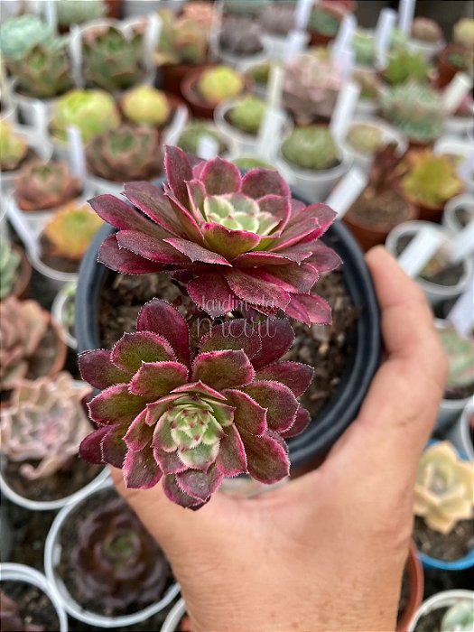 Aeonium in painting (ecstasy variegata)