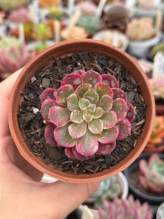 Aeonium in painting (ecstasy variegata) (sem raiz)