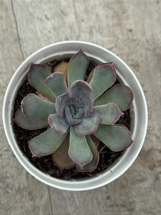 Echeveria dark ice