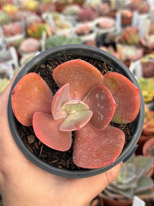 Echeveria mandala perfect (sem raiz)