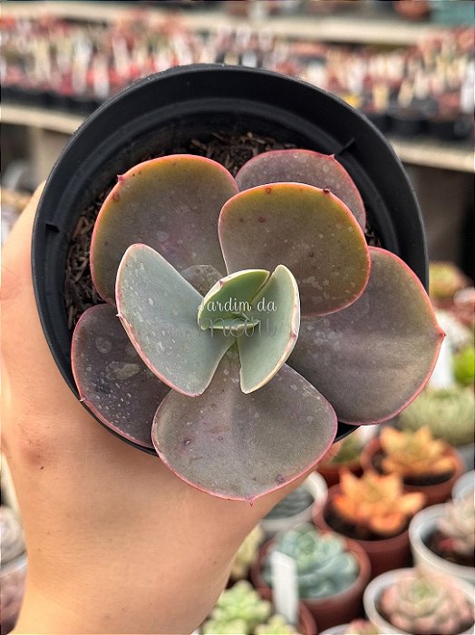Echeveria mandala perfect