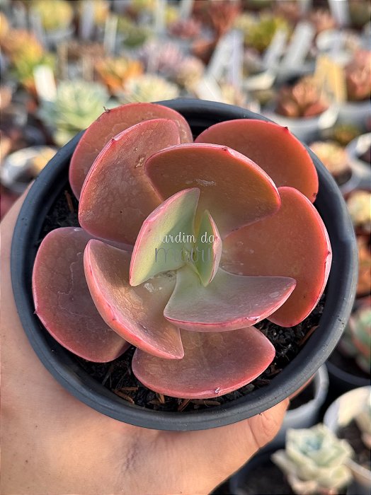 Echeveria mandala perfect (sem raiz)