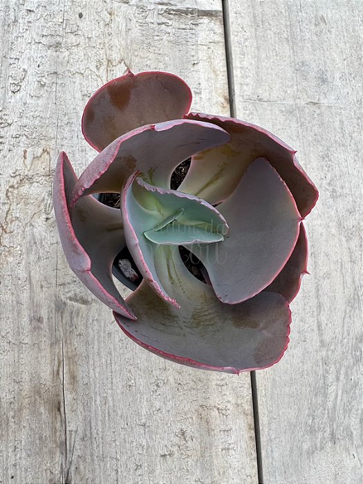 Echeveria mandala perfect