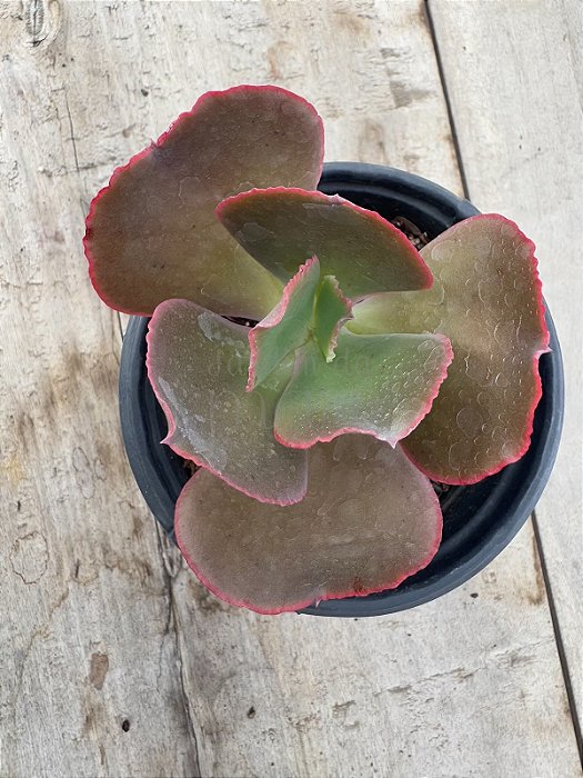 Echeveria bonn (sem raiz)