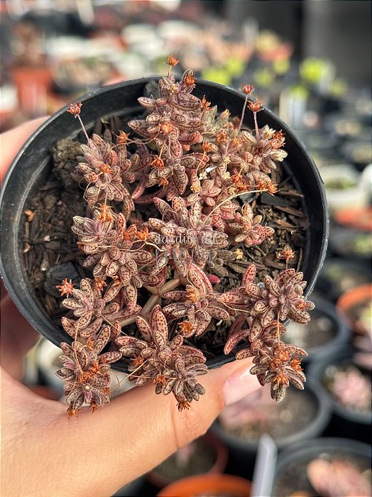 Crassula Humbertii