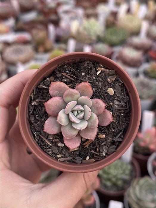 Echeveria subcorimbosa lau 26
