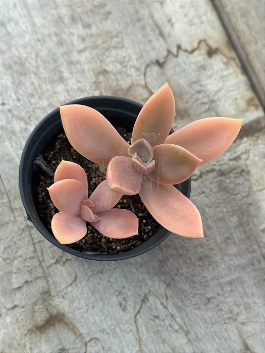 Graptoveria fred yves