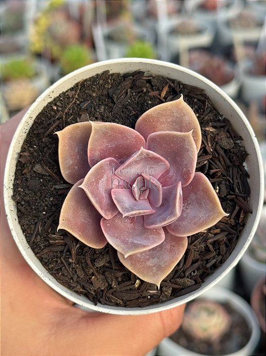 Echeveria perle von nurnberg