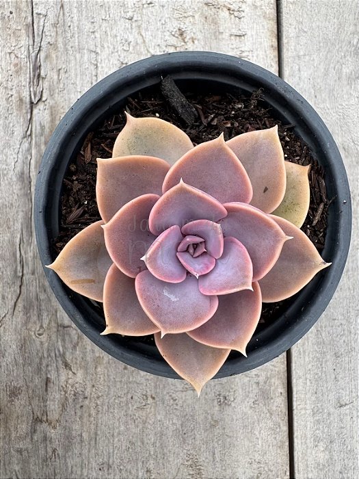 Echeveria perle von nurnberg (sem raiz)