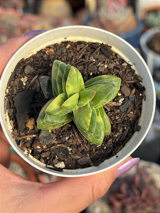 Crassula springtime variegata