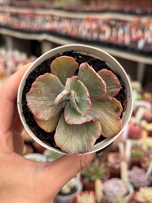 Echeveria chantilly white cloud variegata