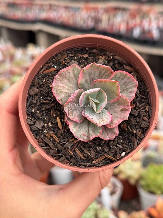 Echeveria chantilly white cloud variegata