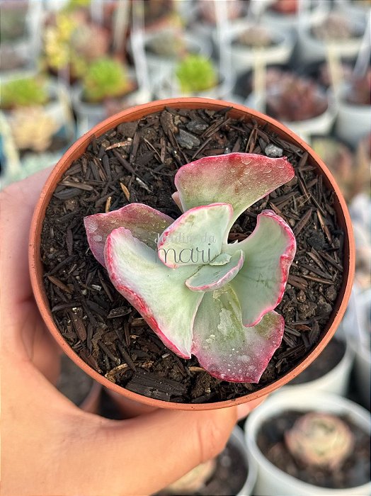 Echeveria flying cloud variegata