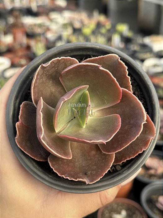 Echeveria toreador (sem raiz)
