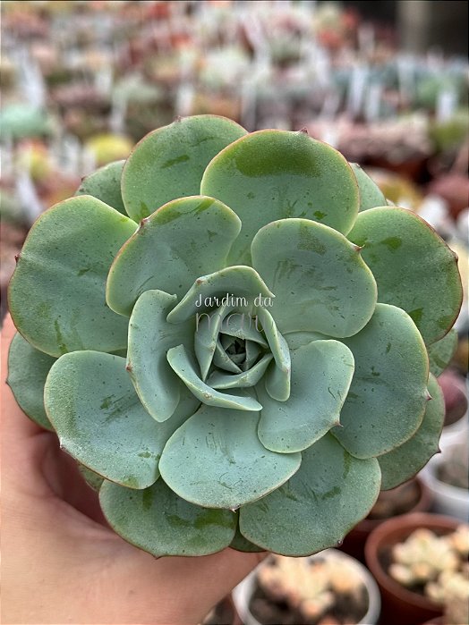 Echeveria atlantis
