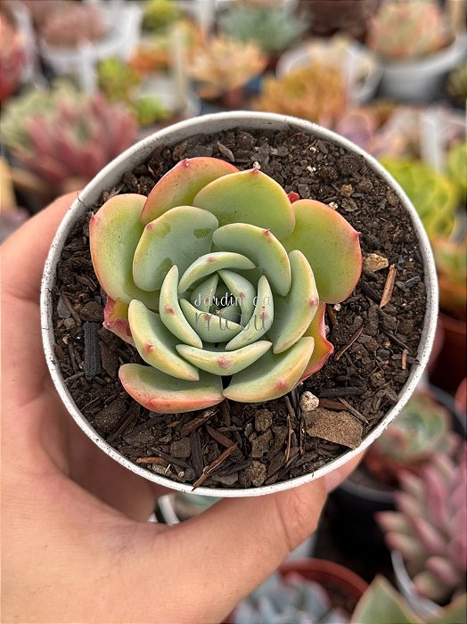 Echeveria atlantis