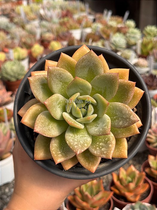 Echeveria german champagne (G)