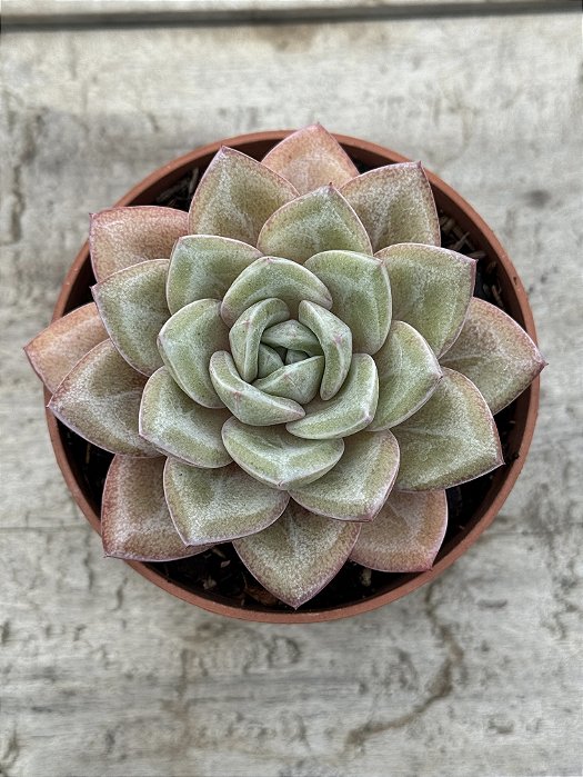 Echeveria german champagne