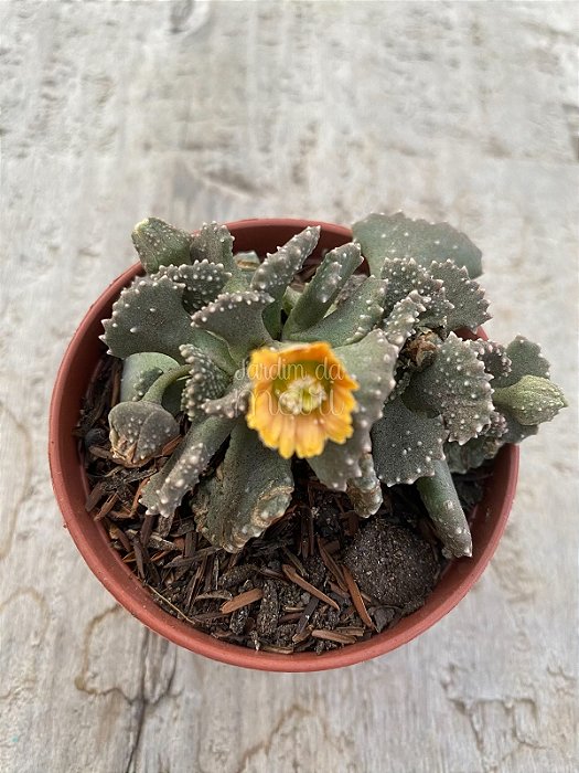 Aloinopsis malherbei 02