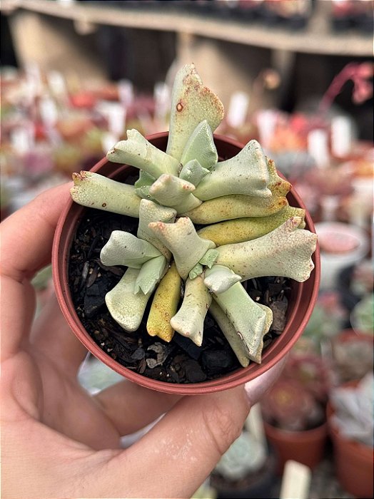 Schwantesia borcherdsii