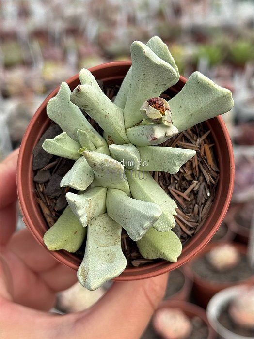 Schwantesia borcherdsii