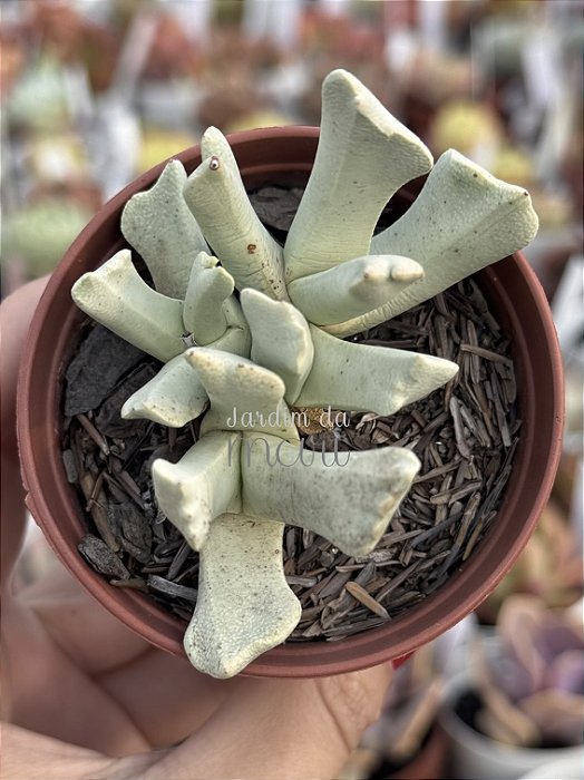 Schwantesia borcherdsii