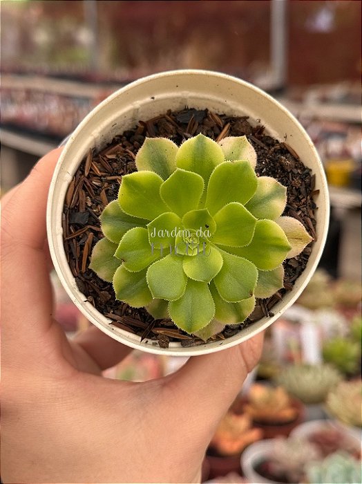 Aeonium maybach