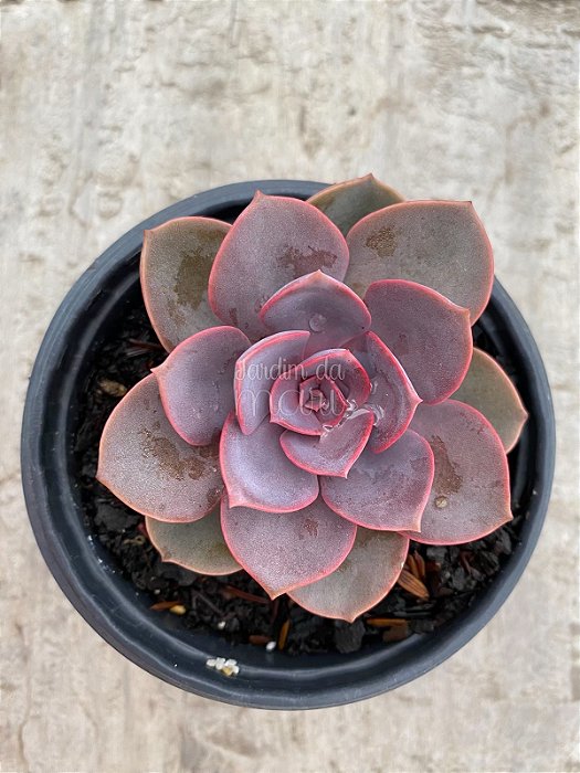 Echeveria purple pearl
