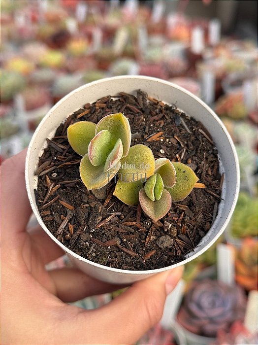 Crassula argyrophylla var. swaziensis