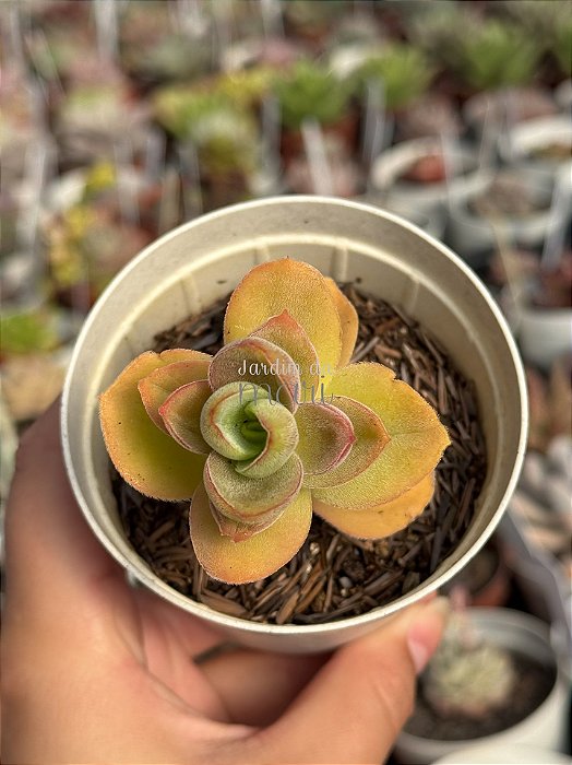 Crassula argyrophylla var. swaziensis