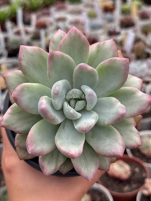 Graptoveria opalina variegata