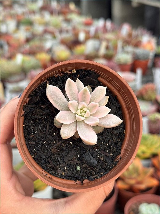 Echeveria scarlet variegata