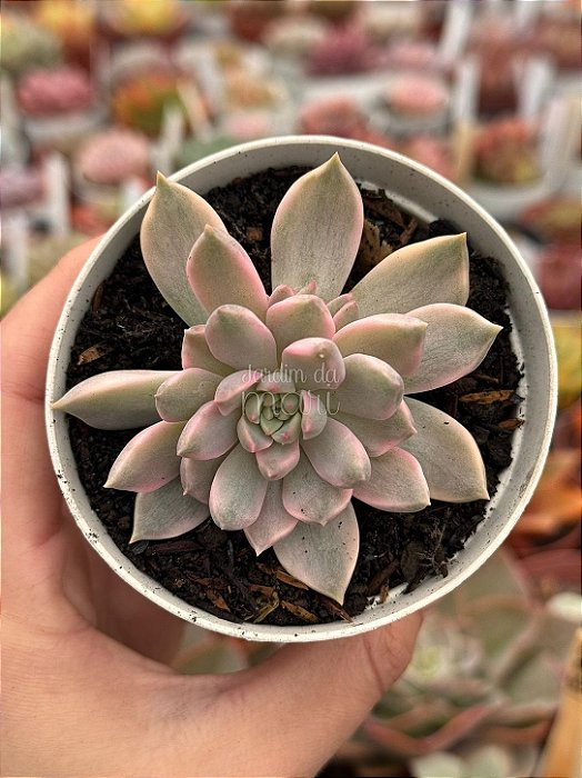 Echeveria scarlet variegata