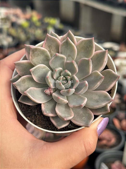 Echeveria scarlet variegata (sem raiz)