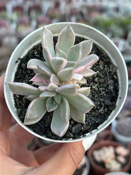 Echeveria scarlet variegata (colônia)