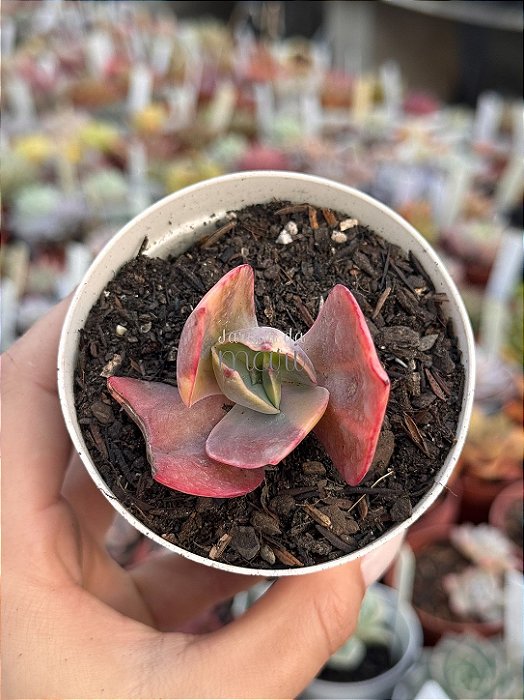 Echeveria meridian variegata
