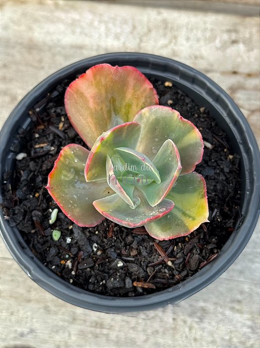 Echeveria meridian variegata